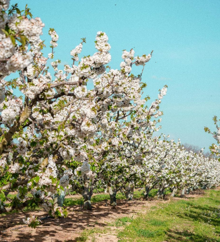 Όταν ανθίζουν οι  κερασιές της Πέλλας…