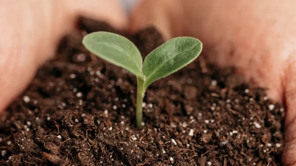Δενδροφύτευση από μαθητές στο βρώσιμο δάσος της Νεάπολης