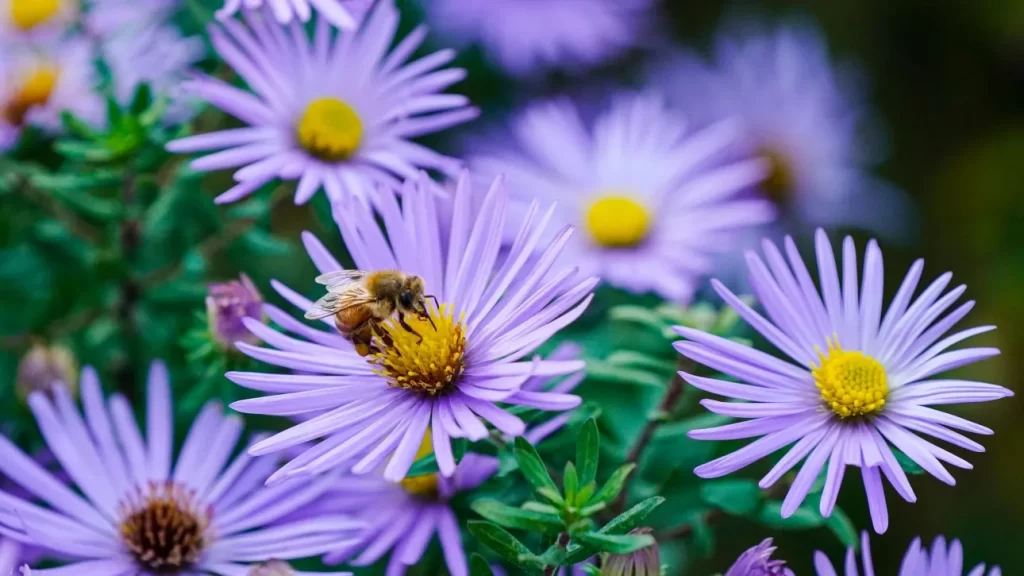 «Αδύνατη η ζωή στον πλανήτη χωρίς τις μέλισσες»