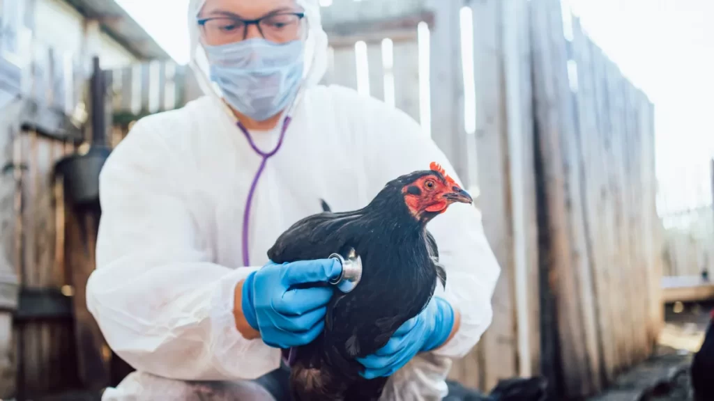 Γρίπη πτηνών: Εγρήγορση ζητά η Αγαπηδάκη υπό τον φόβο νέων στελεχών με δυναμική πανδημία.