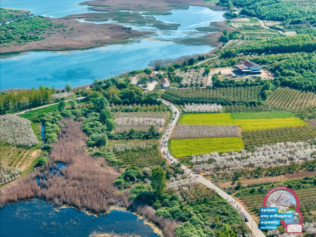 «Όταν ανθίζουν οι κερασιές της Πέλλας»