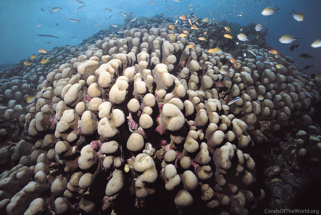 Ούτε φάλαινα ούτε καρχαρίας: Ο μεγαλύτερος ζωντανός οργανισμός στον ωκεανό έχει μήκος 34 μέτρα