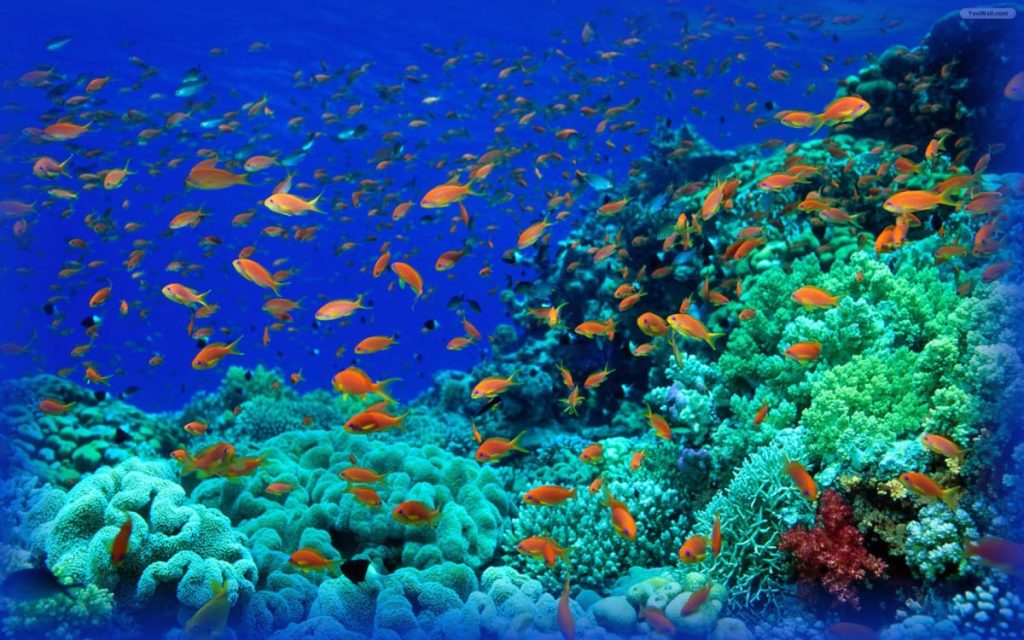 Απίθανα πλάσματα από τον βυθό της Ανταρκτικής έφερε στην επιφάνεια παγοθραυστικό