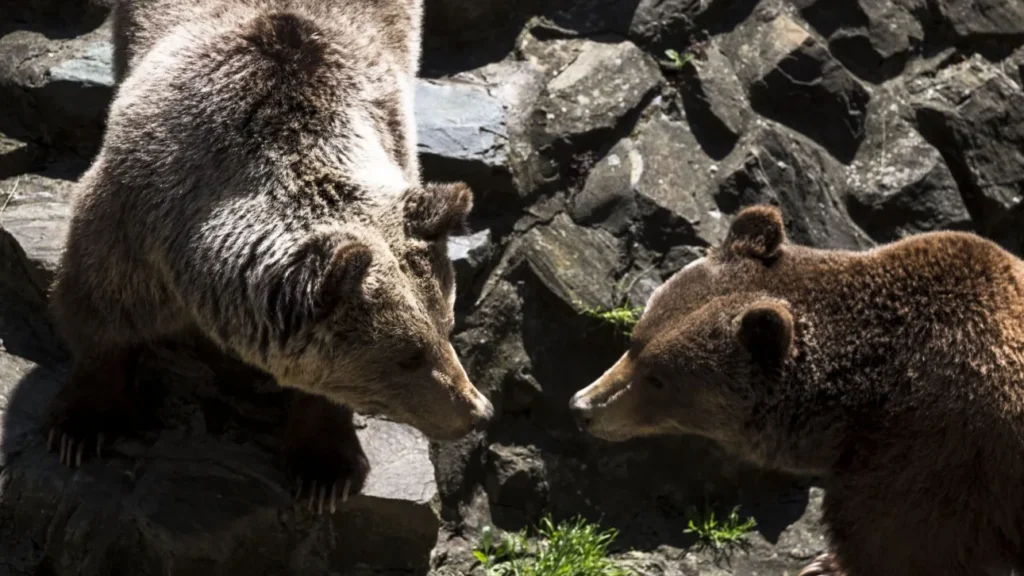 Γιατί λύκοι και αρκούδες κατέβηκαν στις πόλεις – Άλλαξαν συνήθειες και φταίμε εμείς