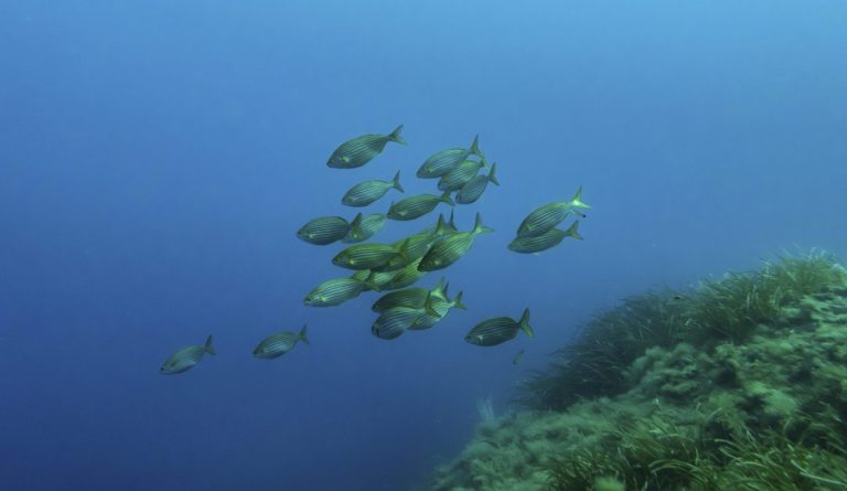 Ο παγκόσμιος κύκλος του νερού γίνεται όλο και πιο ασταθής: Τι δείχνει η νέα έκθεση του WMO