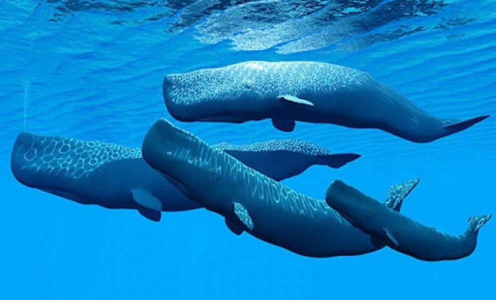 Νέο βήμα για το έργο SAvE Whales – Σύστημα προστασίας φυσητήρων από συγκρούσεις με πλοία στο Στενό Κυθήρων