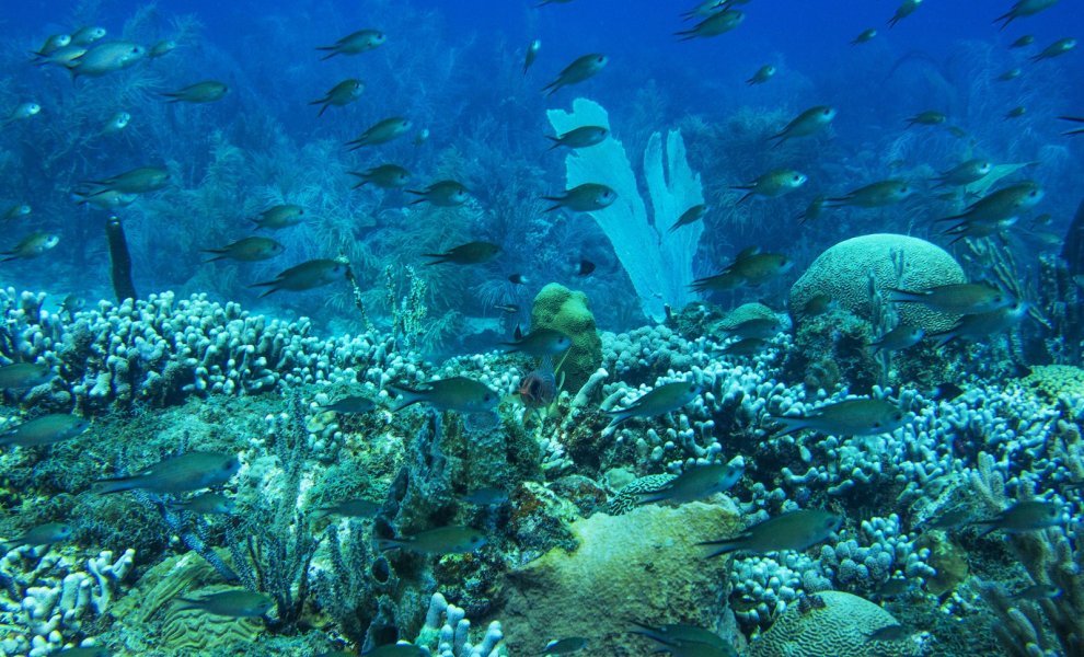 «Καμία πηγή ρύπανσης δεν είναι ασήμαντη»: Μια πρωτοβουλία για καθαρότερες θάλασσες και βιώσιμες νησιωτικές κοινότητες