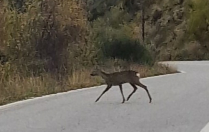 Ζαρκάδια στην Ανατολική Αλμωπία: Το ντροπαλό στολίδι των βουνών