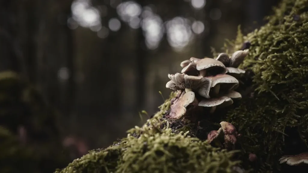 Πώς οι «υπερδυνάμεις» των μανιταριών αναγεννούν τα δάση σε όλο τον κόσμο