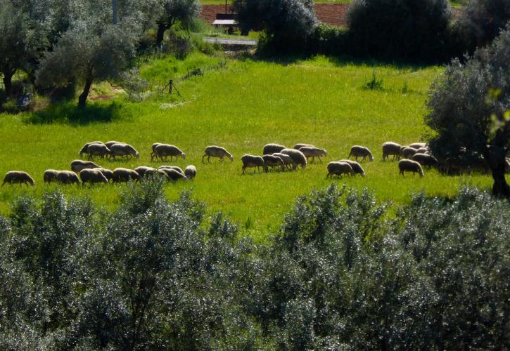 Ευλογιά αιγοπροβάτων: Σημείο καμπής για τη βιώσιμη κτηνοτροφία – Κρίσιμη η αυστηρή τήρηση των μέτρων βιοασφάλειας