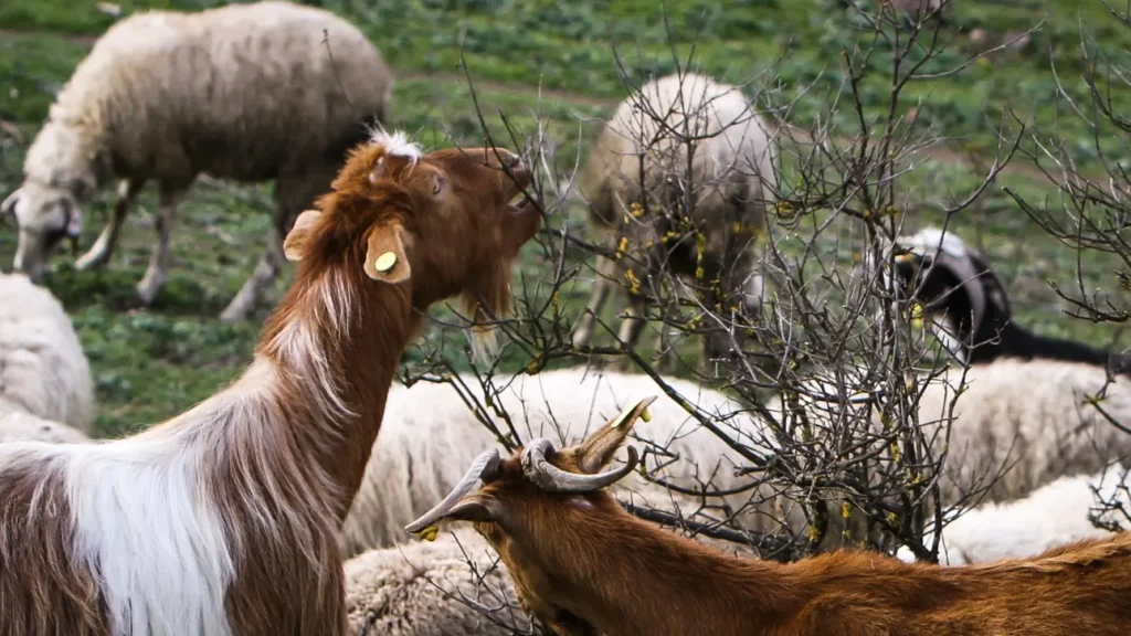 Ευλογιά αιγοπροβάτων: ελληνικές προτάσεις για αλλαγές στο ευρωπαϊκό πλαίσιο διαχείρισης