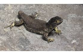 Επανεμφάνιση είδους σαύρας στο Περού μετά από 150 χρόνια