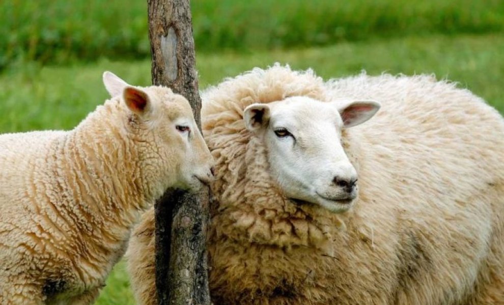 Κλιματική κρίση και ακρίβεια τροφίμων: Πώς το αρνί του Πάσχα γίνεται ακριβότερο