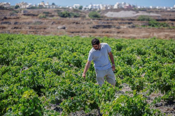 Η κλιματική αλλαγή δοκιμάζει τους αμπελώνες της Σαντορίνης και επιταχύνει την αναζήτηση βιώσιμων λύσεων