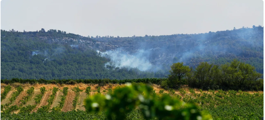 Οι πυρκαγιές απειλούν την αμπελουργία: Το φαινόμενο «smoke taint» και οι νέες προκλήσεις για τη βιώσιμη παραγωγή κρασιού